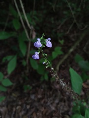 Salvia languidula, photograph (c) Carlos Domínguez-Rodríguez, some rights reserved (CC BY)