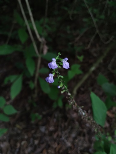 Salvia languidula, photograph 5