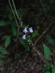 Salvia languidula, photograph (c) Carlos Domínguez-Rodríguez, some rights reserved (CC BY)