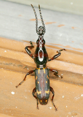 Arrhenodes minutus