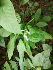 Salvia languidula, photograph (c) Carlos Domínguez-Rodríguez, some rights reserved (CC BY)