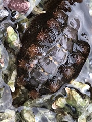 Acanthochitona garnoti