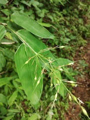 Olyra latifolia, photograph (c) Carlos Domínguez-Rodríguez, some rights reserved (CC BY)