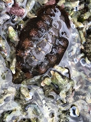 Acanthochitona garnoti