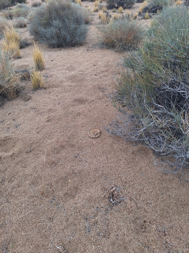 iNaturalist observation photo of Panamint Rattlesnake