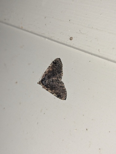 Greater Idia Moth photo 2