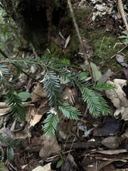 Prumnopitys montana, photograph (c) Nicolás Baresch Uribe, some rights reserved (CC BY)