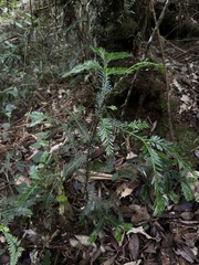 Prumnopitys montana, photograph (c) Nicolás Baresch Uribe, some rights reserved (CC BY)