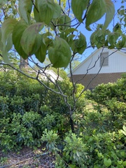 Cornus kousa