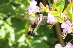 Cephonodes hylas virescens