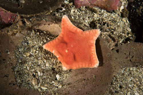 Ceramaster granularis