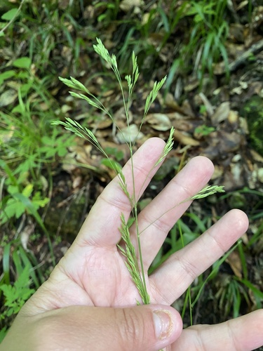 Festuca altissima