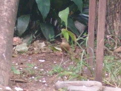 Turdus rufiventris