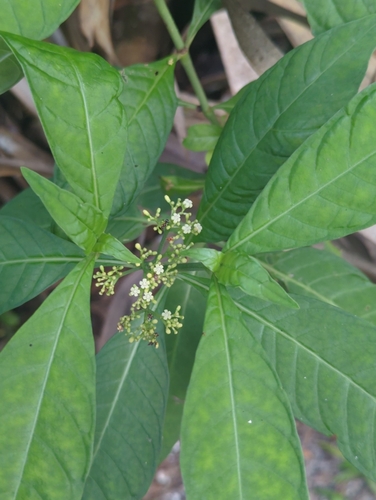 Psychotria tenuifolia, photograph 5