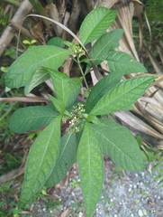 Psychotria tenuifolia, photograph (c) Tom Field, some rights reserved (CC BY)