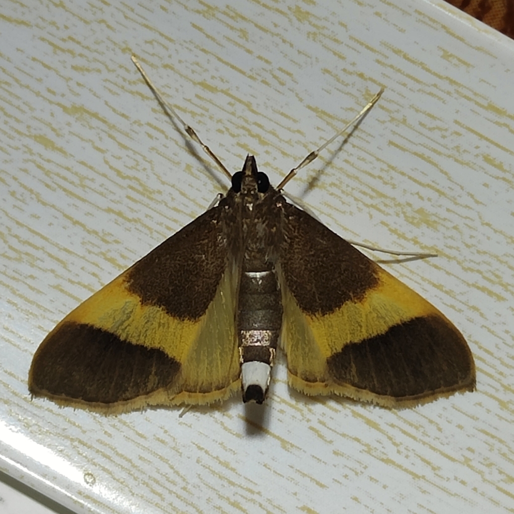 Diaphania orthozonalis