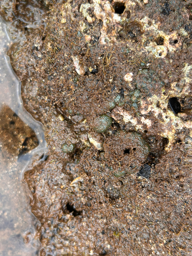 Dictyosphaeria versluysii observed 2026-06-05