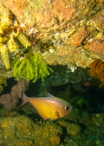 Pempheris vanicolensis observed 2026-07-12