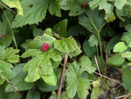 Hydrastis canadensis, photograph 6