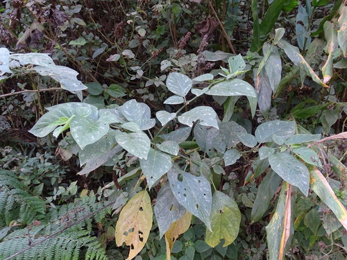 Witheringia solanacea, photograph 1