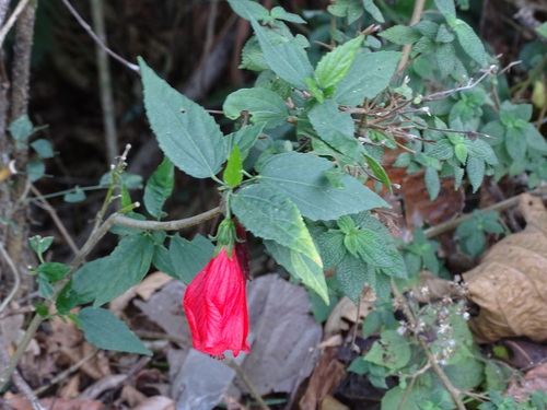 Malvaviscus penduliflorus
