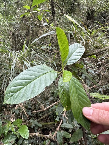 Frangula sphaerosperma, photograph 1