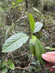 Frangula sphaerosperma