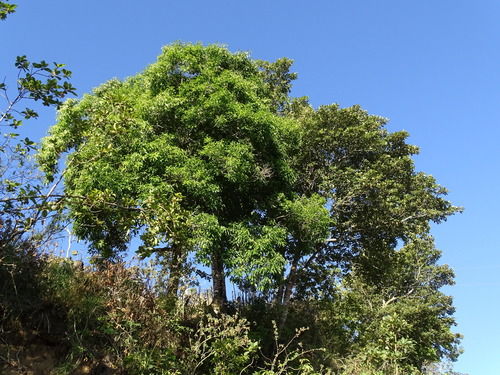 Symplocos limoncillo (Symplocos limoncillo)