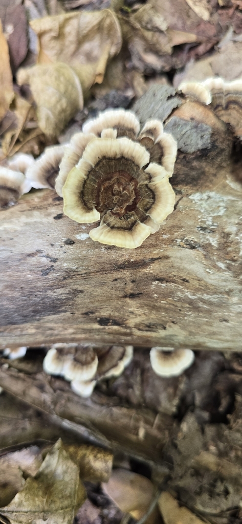 turkey-tail · July 2026 · photo: Photo: (c) Jason E. Farabaugh, some rights reserved (CC BY) · iNaturalist