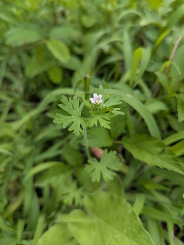 Geranium carolinianum, photograph 3