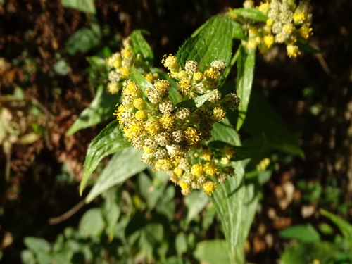 Alloispermum integrifolium, photograph 5