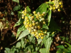 Alloispermum integrifolium, photograph (c) Alexis López Hernández, some rights reserved (CC BY)