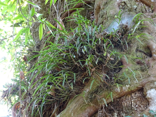 Scaphyglottis crurigera, photograph 4