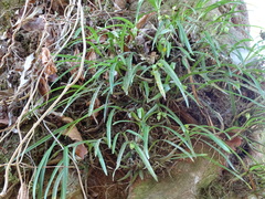 Scaphyglottis crurigera, photograph (c) Alexis López Hernández, some rights reserved (CC BY)