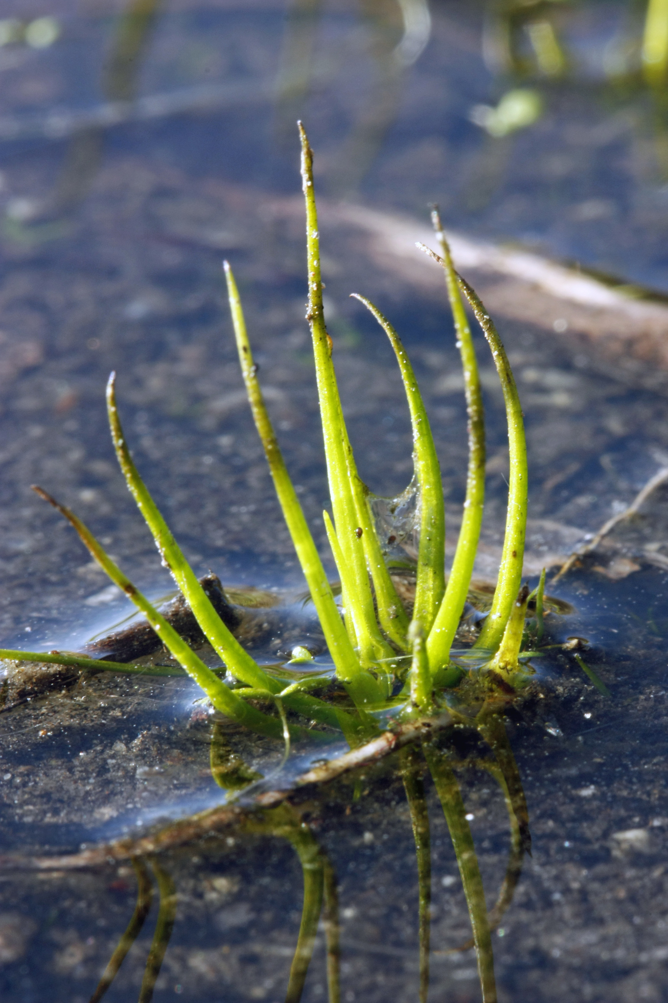 Isoetes melanospora
