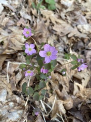 Thalictrum thalictroides