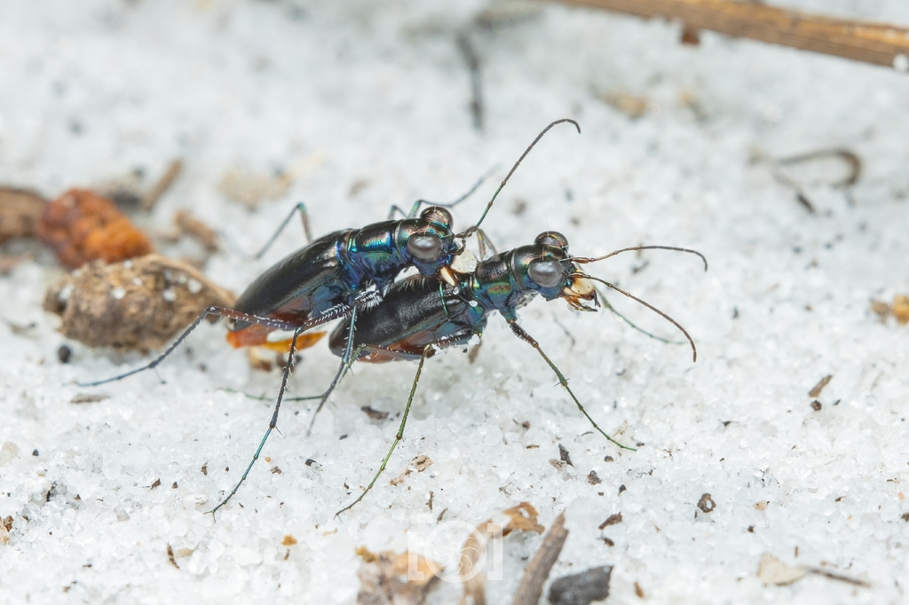 Highlands Tiger Beetle