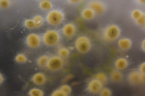 Gloeotrichia echinulata, 2026-07-13