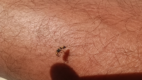 Tortoise-shelled Lady Beetle