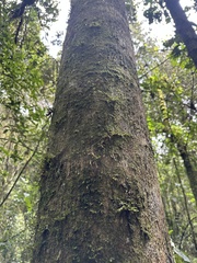 Daphnopsis caracasana, photograph (c) Nicolás Baresch Uribe, some rights reserved (CC BY)