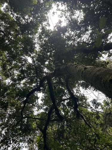 Daphnopsis caracasana