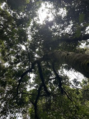 Daphnopsis caracasana