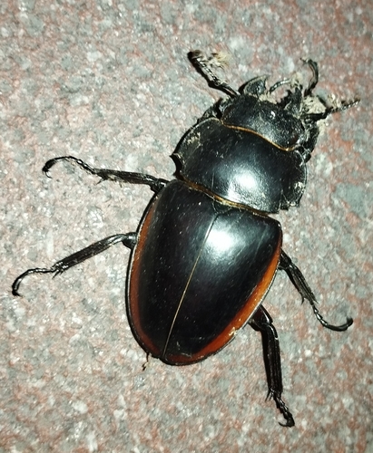 Odontolabis cuvera sinensis