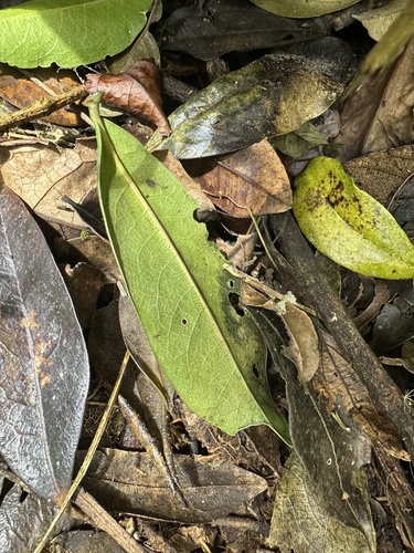 Daphnopsis caracasana, photograph 3