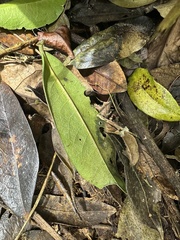 Daphnopsis caracasana, photograph (c) Nicolás Baresch Uribe, some rights reserved (CC BY)