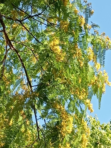 Poeppigia procera (Poeppigia procera)