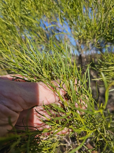 Eremophila sturtii