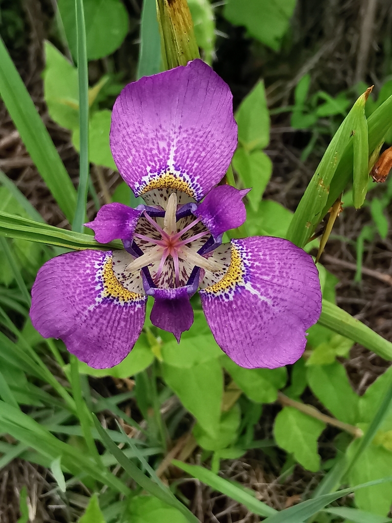 Tigridia augusta