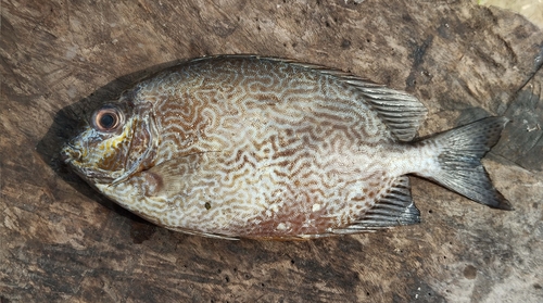 Siganus vermiculatus observed 2026-07-13