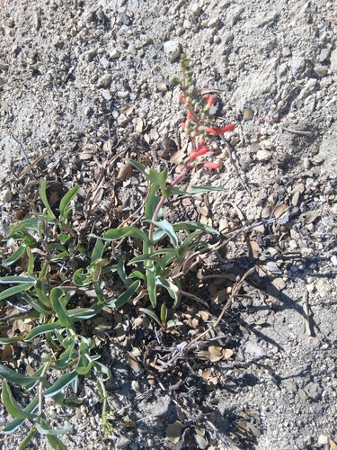 Penstemon centranthifolius, photograph 5